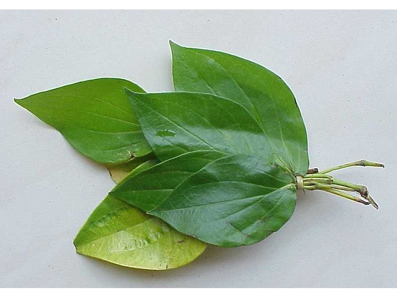 sirih-piperbetlelinn-leaves-ubud